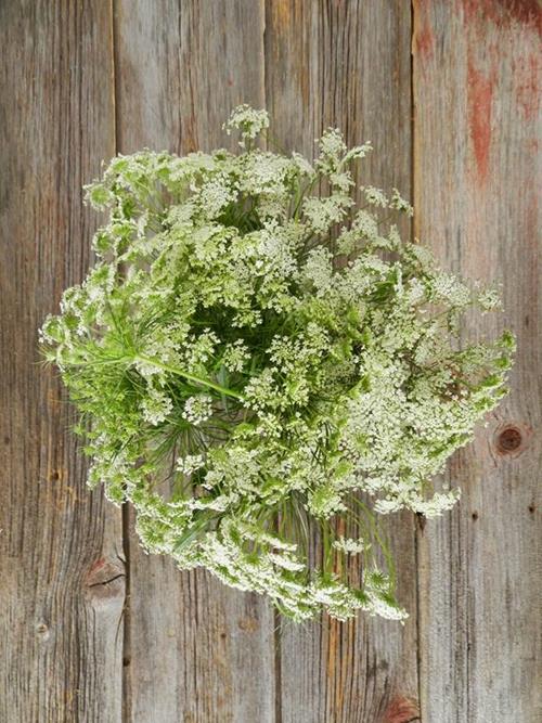 WHITE QUEEN ANNES LACE